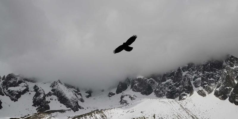 男高音网络与音频技术：重塑现代音乐制作的新范式