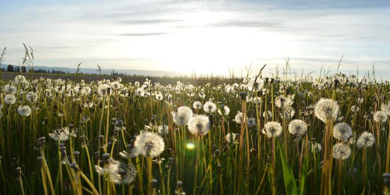 空间音频与杜比全景声：打造沉浸式家庭影院的终极混音指南