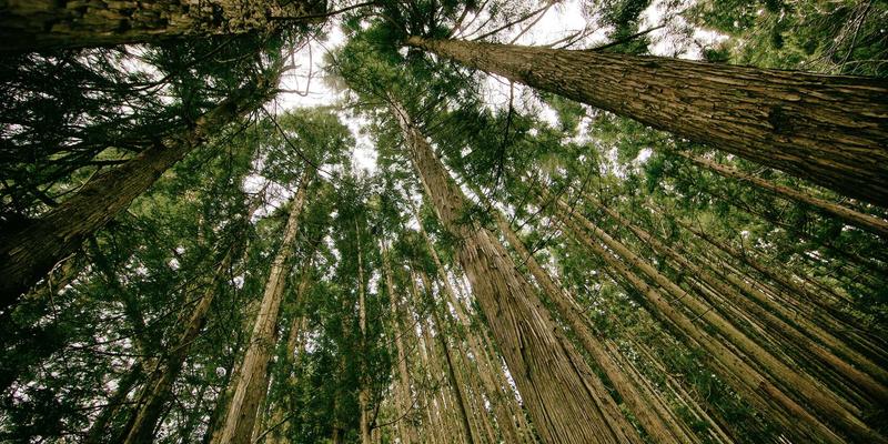 音频深度学习革命：从智能分轨到AI母带处理，如何重塑音乐制作与音乐服务